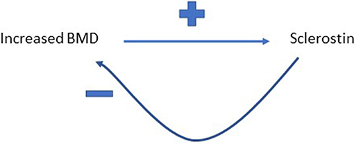www.frontiersin.org