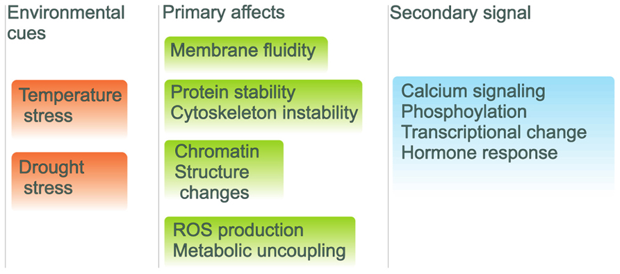Frontiers Plant Tolerance To High Temperature In A Changing Environment Scientific Fundamentals And Production Of Heat Stress Tolerant Crops Plant Science