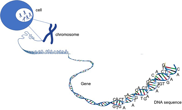 Figure 2 - Chromosomes, genes, and DNA.