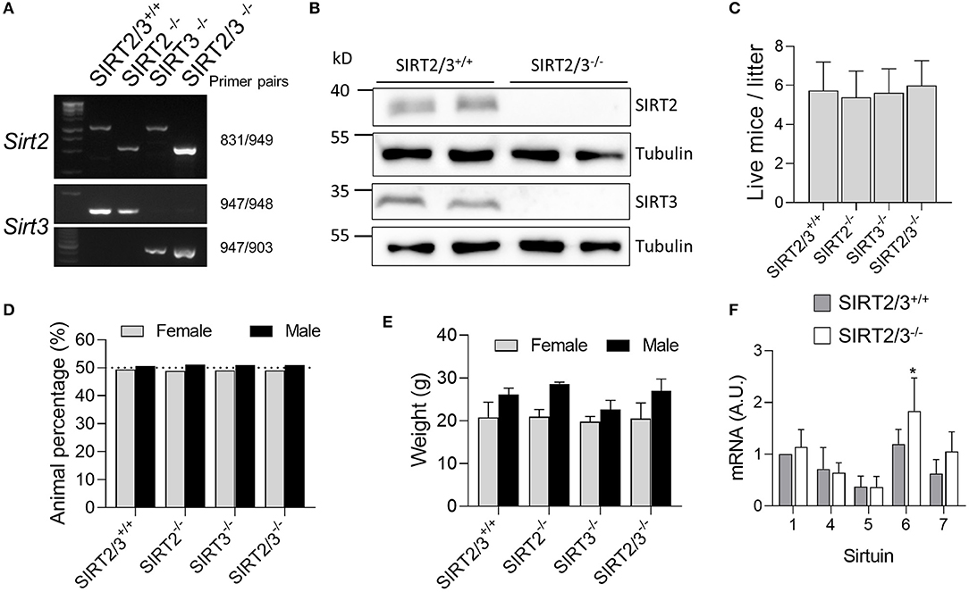 Frontiers | Dual Deletion of the Sirtuins SIRT2 and SIRT3 Impacts on Metabolism and Inflammatory Responses of Macrophages and Protects From Endotoxemia Frontiers | Dual Deletion of the Sirtuins SIRT2 and SIRT3 Impacts on Metabolism and Inflammatory Responses of Macrophages and Protects From Endotoxemia