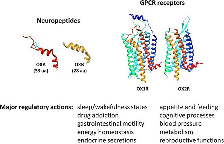 The hypocretins are novel, secretin-related peptides. (A) Hypocretin