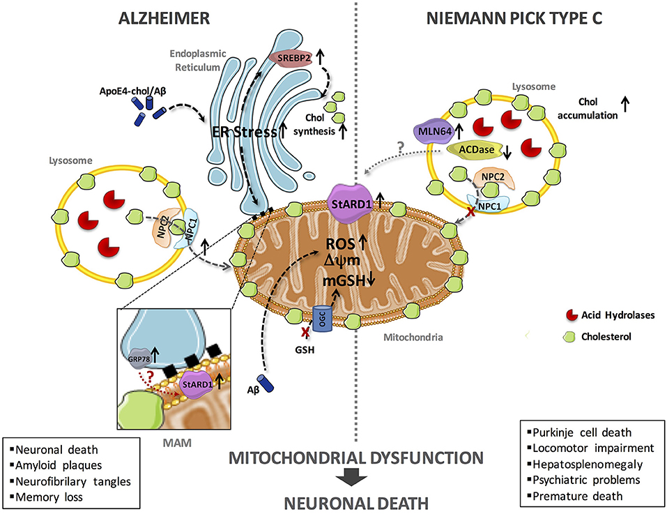 Niemann-Pick disease type C as a neurovisceral disease. Schematic