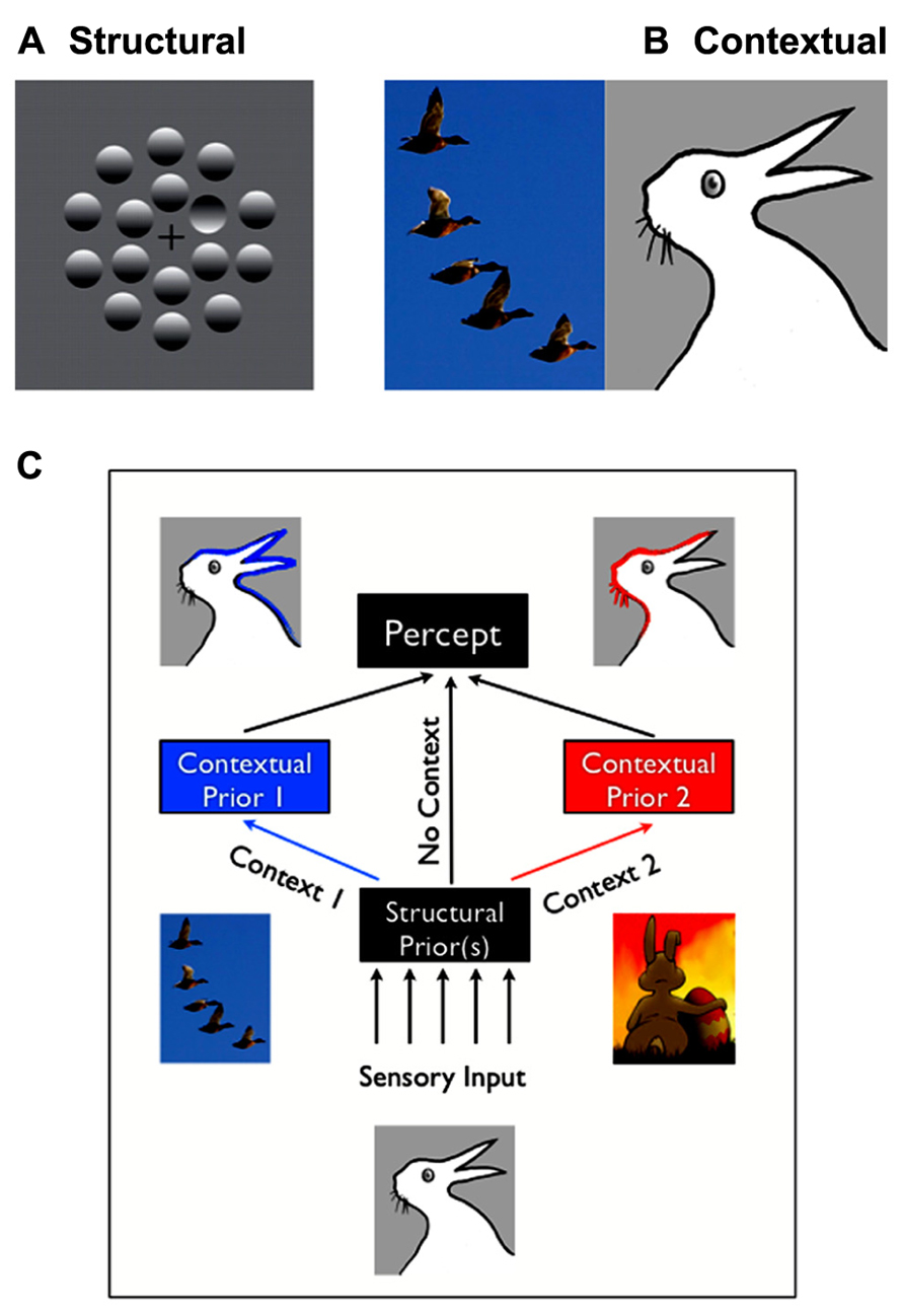 what is a visual expectation paradigm