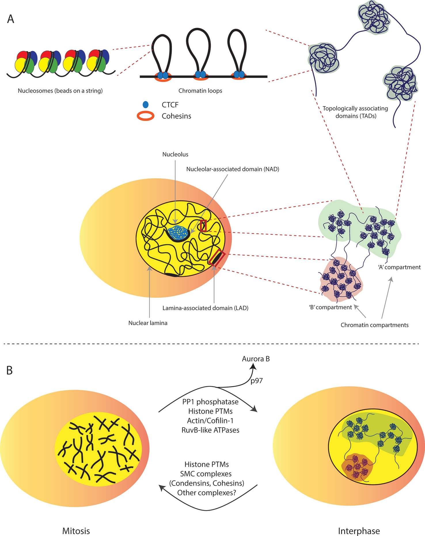 Stable inheritance of H3.3-containing nucleosomes during mitotic cell  divisions