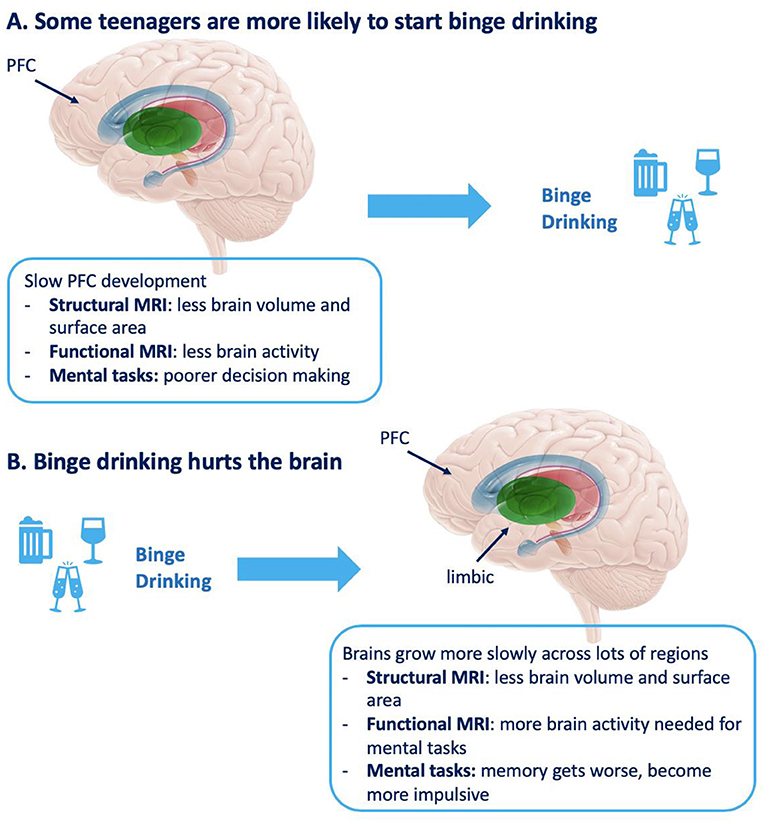 Figure 3 - (A) Differences in the brain that increase the likelihood of a teenager binge drinking.