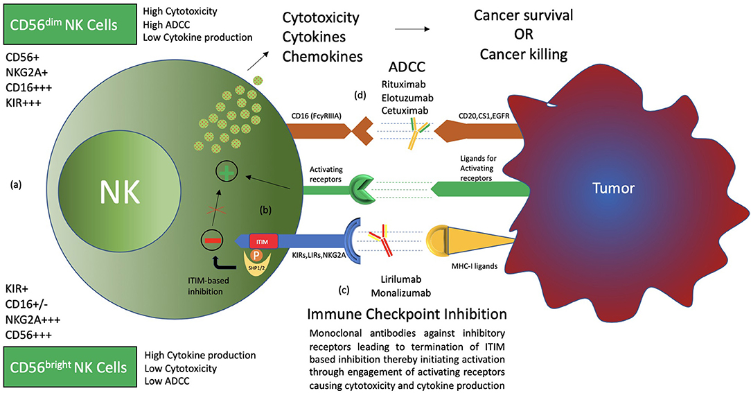 Frontiers Nk Cell Based Immune Checkpoint Inhibition Immunology