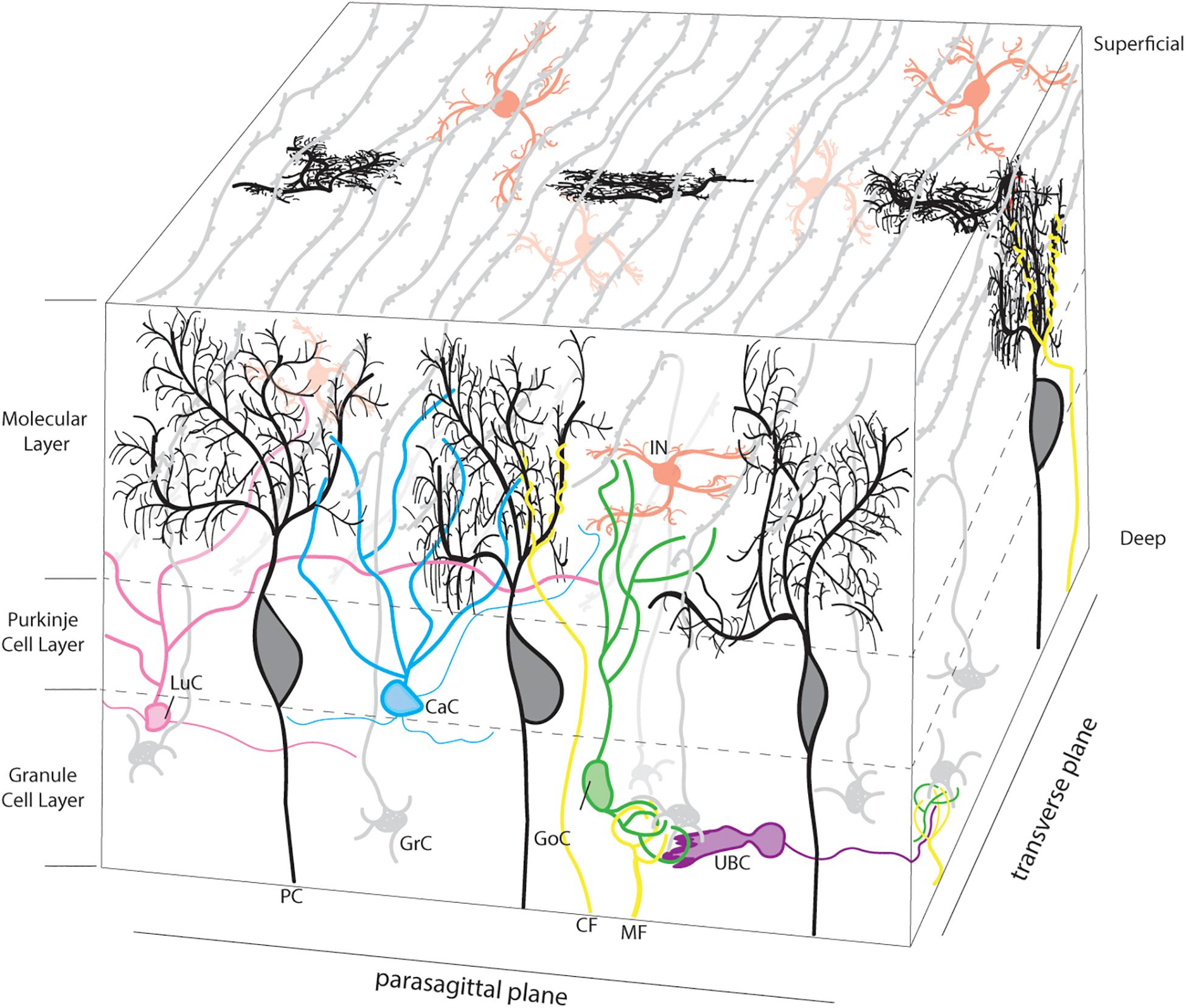 Frontiers Functional Outcomes Of Cerebellar Malformations Cellular Neuroscience