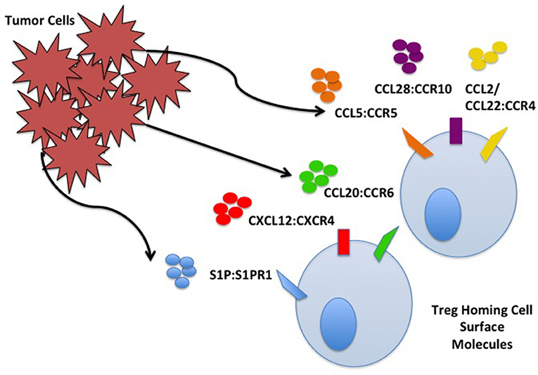 Frontiers T Regulatory Cells And Priming The Suppressive Tumor Microenvironment Immunology
