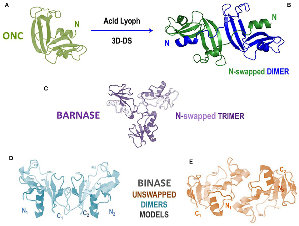 Frontiers | Biological Activities of Secretory RNases: Focus on Their Oligomerization to Design Antitumor Drugs