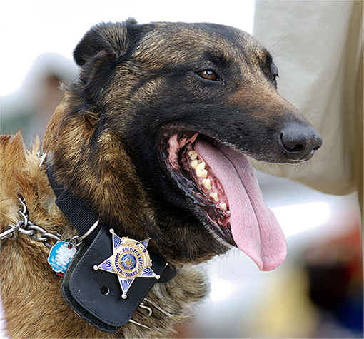Figure 1 - A police dog (Photo by Michael Pereckas: https://www.flickr.com/photos/53332339@N00/2853844526; Licensing agreement: https://creativecommons.org/licenses/by/2.0/deed.en).
