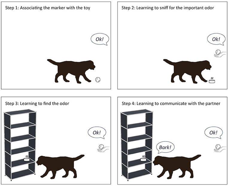 Figure 3 - The four steps of training a dog to tell us about an odor.