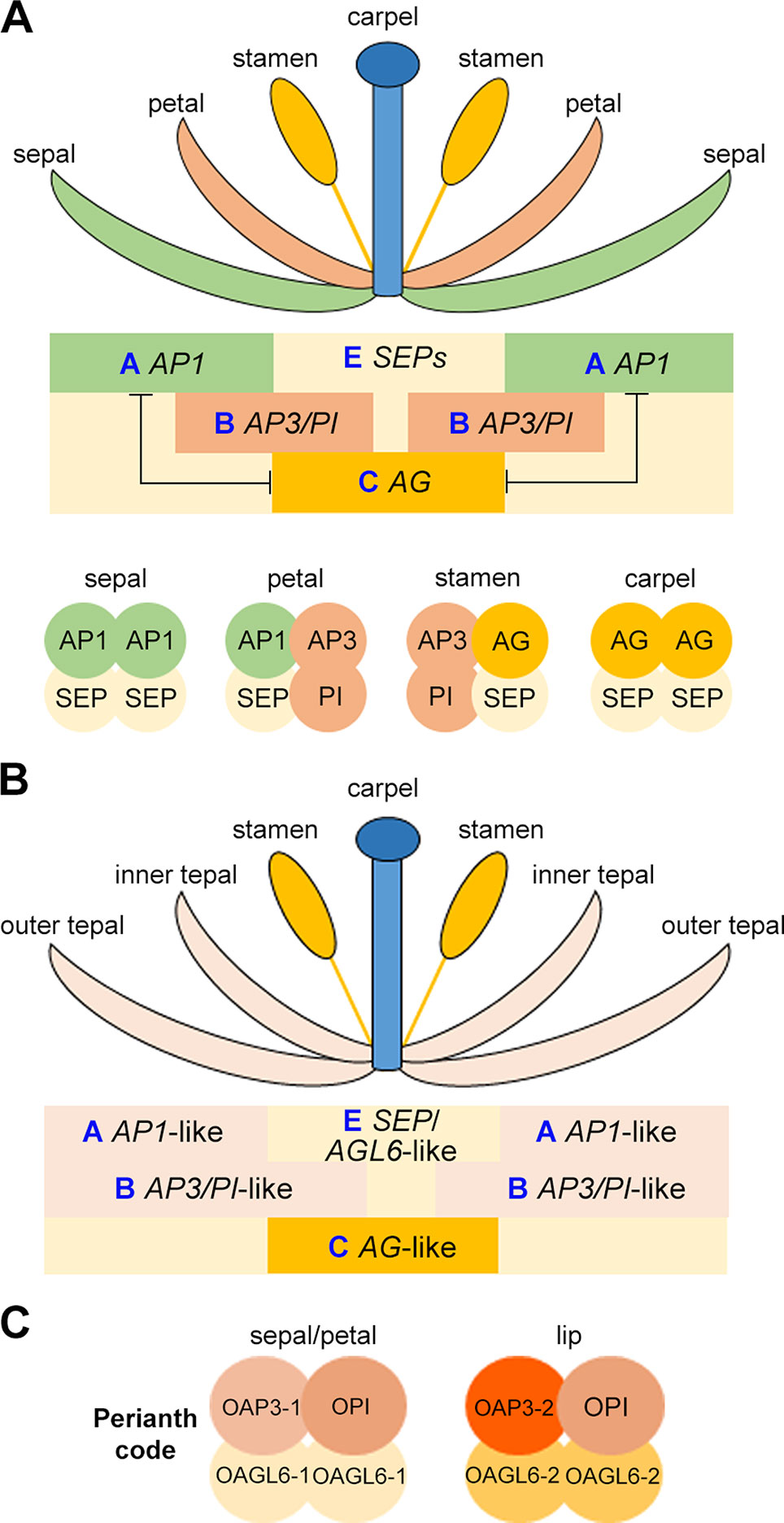 Plant ABC Model