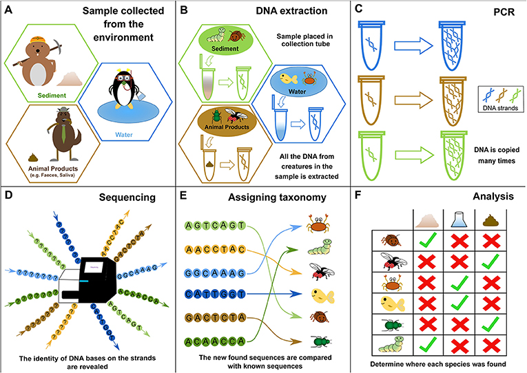 Figure 1 - How environmental DNA (eDNA) can be used to identify species.