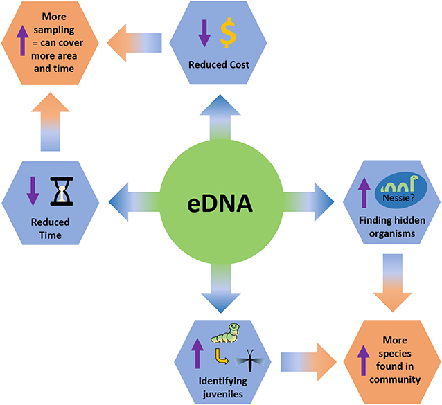 Figure 2 - Advantages of studying biodiversity using eDNA.