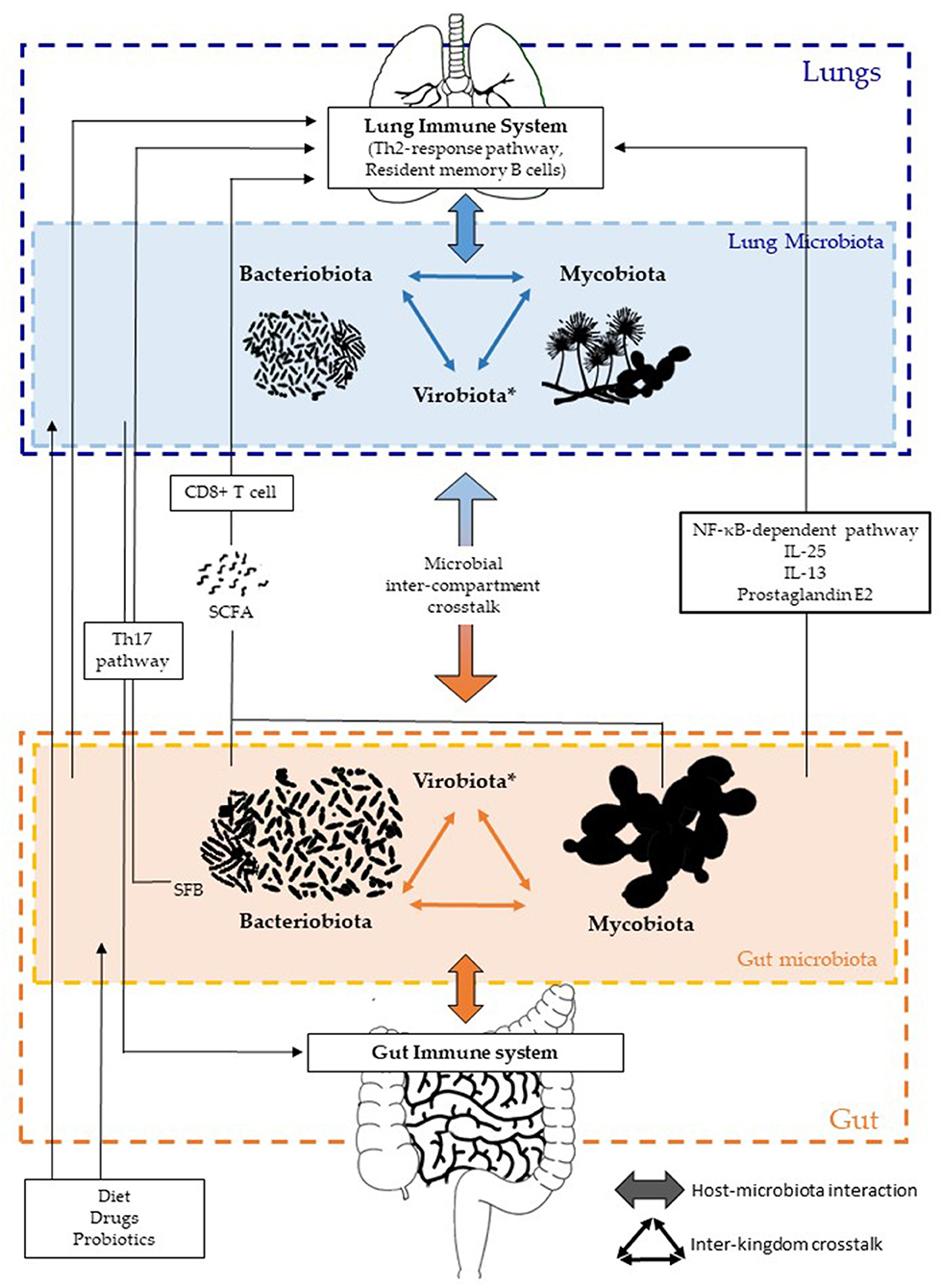 Frontiers The Gut Lung Axis In Health And Respiratory Diseases A Place For Inter Organ And Inter Kingdom Crosstalks Cellular And Infection Microbiology