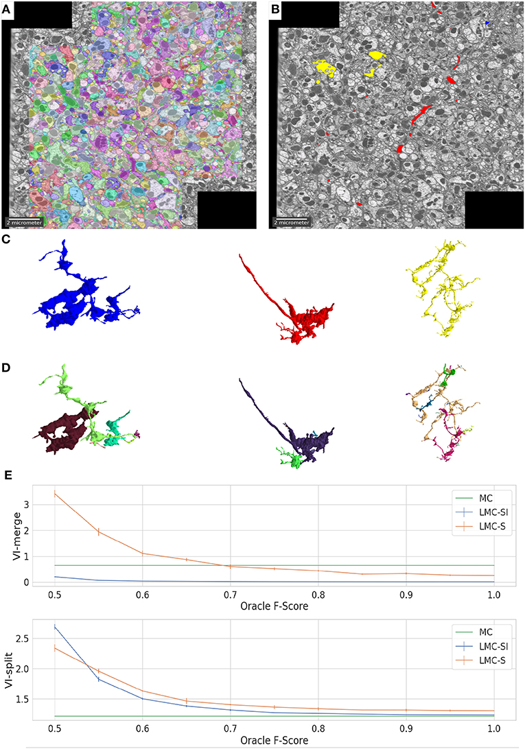 Frontiers Leveraging Domain Knowledge To Improve Microscopy Image Segmentation With Lifted Multicuts Computer Science