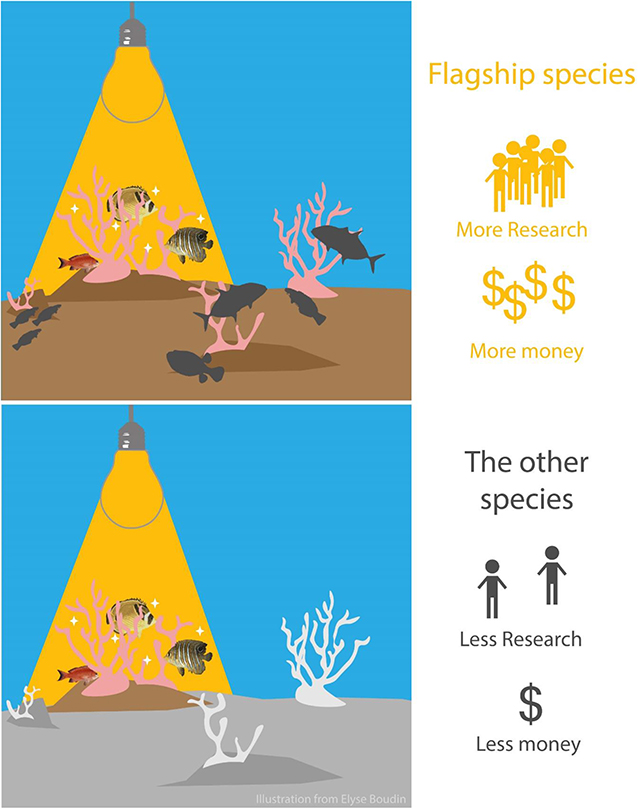 图3 -美丽的珊瑚鱼类可以成为旗舰物种，它们吸引了更多的研究和资金，而其他不那么有吸引力的鱼类对保持珊瑚礁生态系统的健康很重要。
