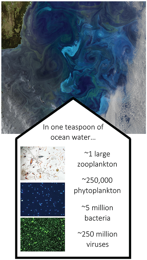 شكل 1 - صورة ملونة للمحيط مأخوذة من قمر صناعي، تُظهر الدوامات والدوامات الاضطرابية، بتركيزات مختلفة من جزيء الكلوروفيل أ، وهي صبغة مشتركة بين جميع العوالق النباتية.