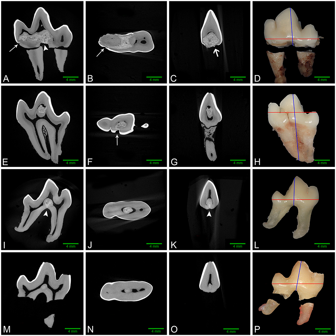 Frontiers | Mandibular Carnassial Tooth Malformations in 6  Dogs—Micro-Computed Tomography and Histology Findings