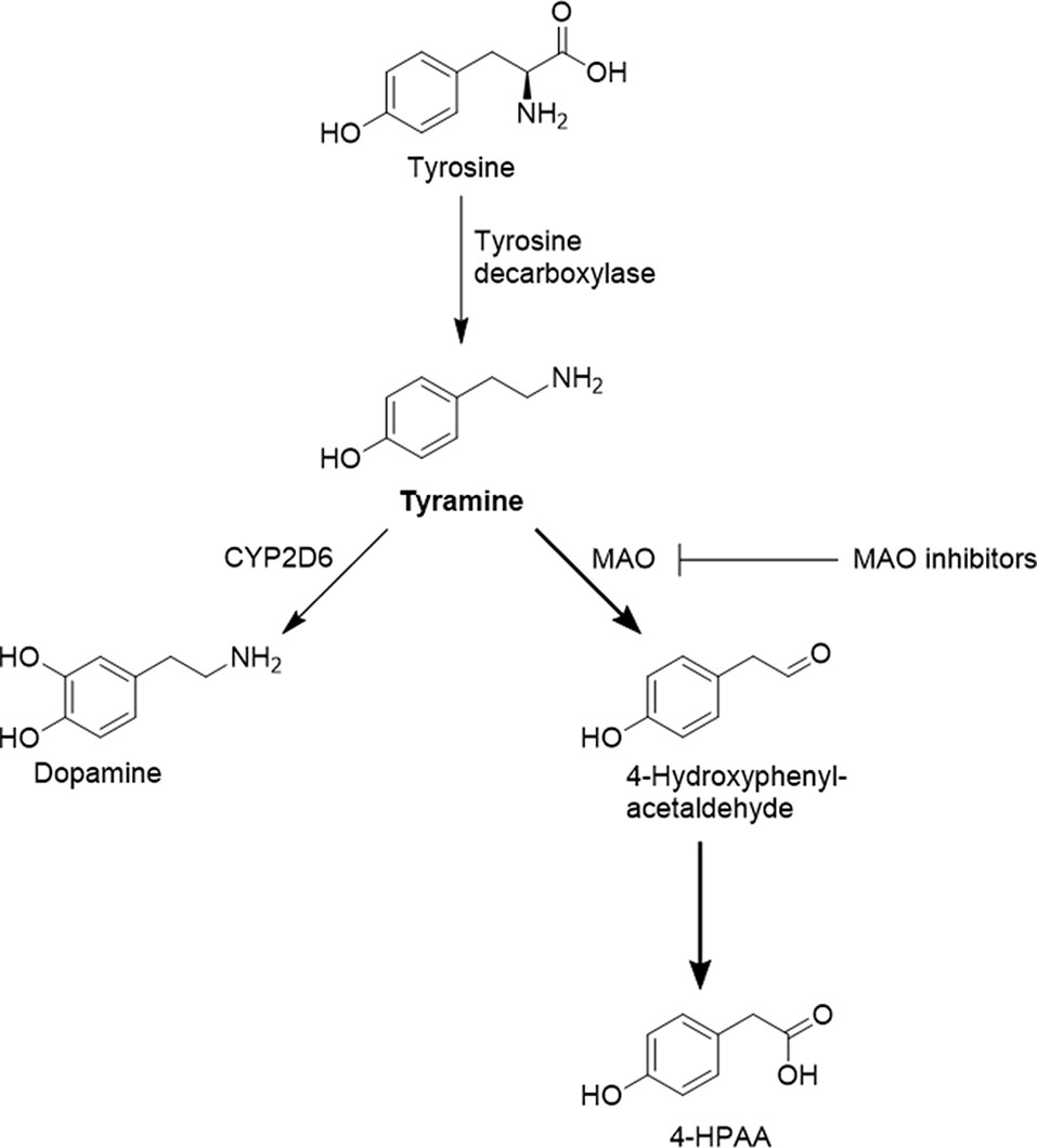 Frontiers Highly Variable Pharmacokinetics Of Tyramine In Humans And Polymorphisms In Oct1 Cyp2d6 And Mao A Pharmacology