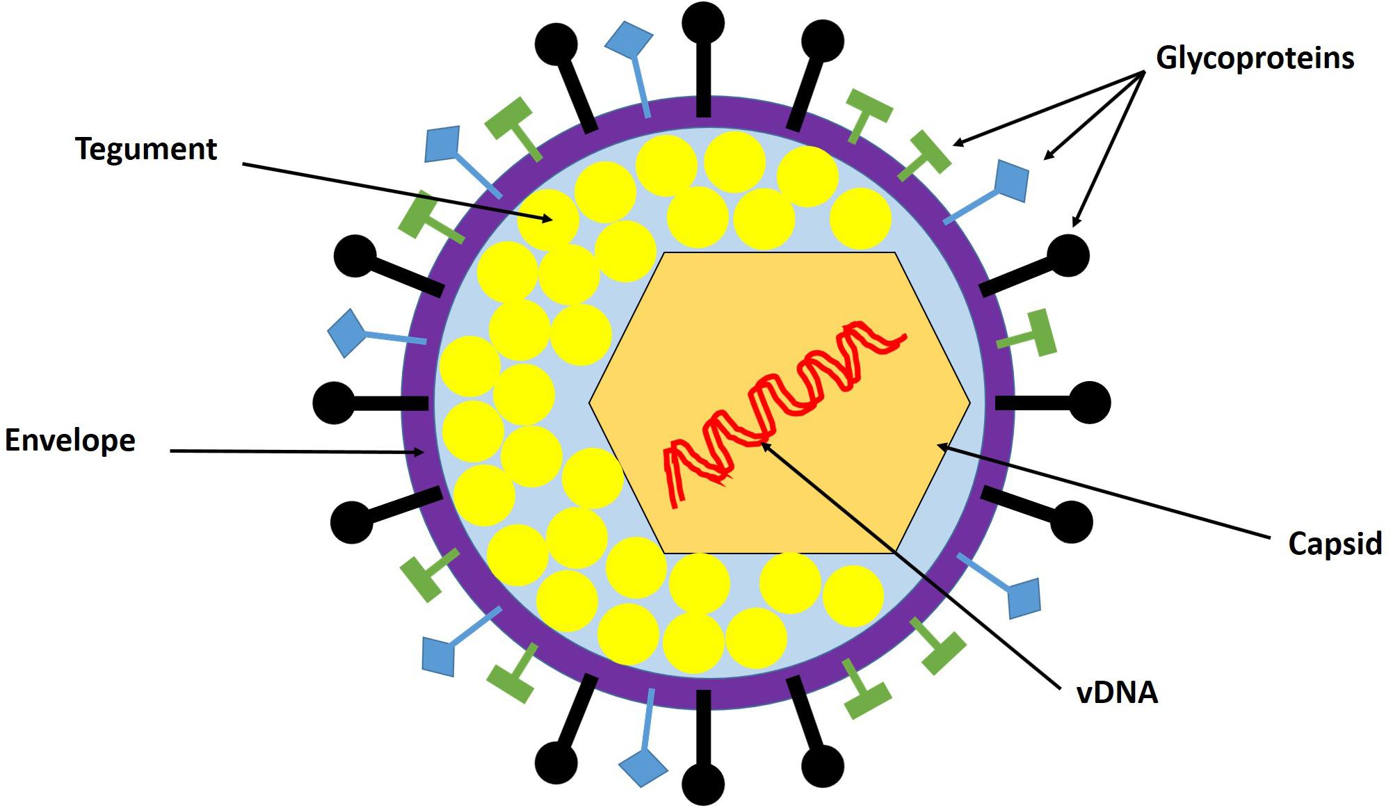 Herpes simplex virus enhances chemokine function through