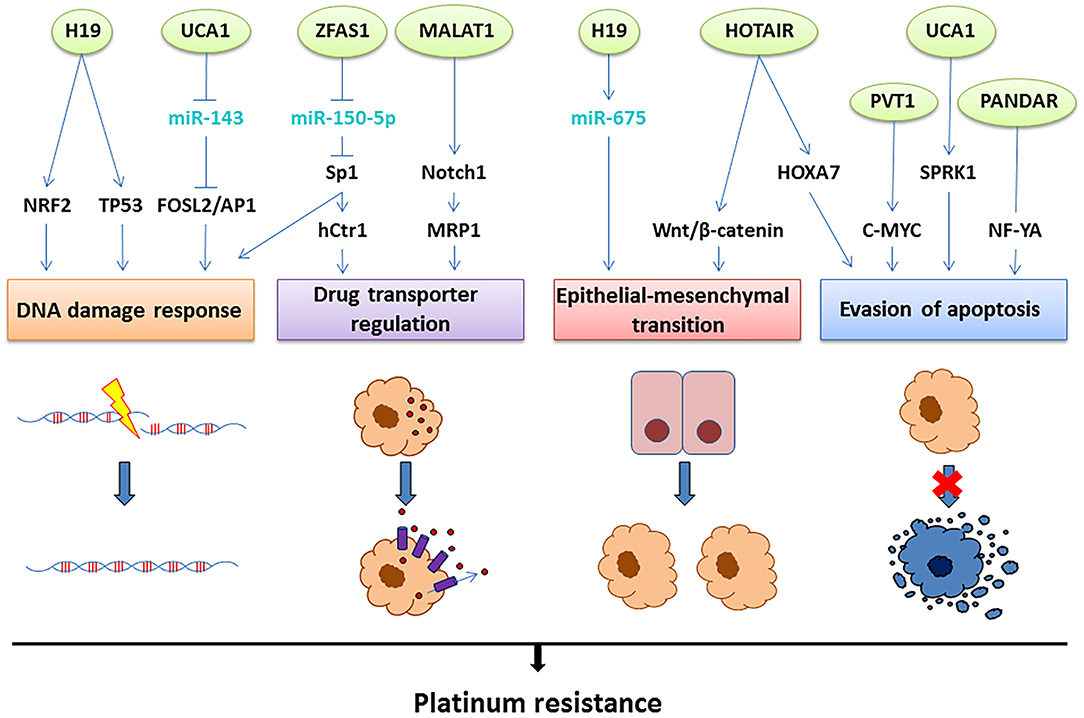 Frontiers | Long Non-coding RNAs Involved in Resistance to 