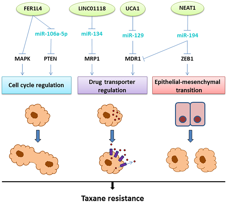 Frontiers | Long Non-coding RNAs Involved in Resistance to 