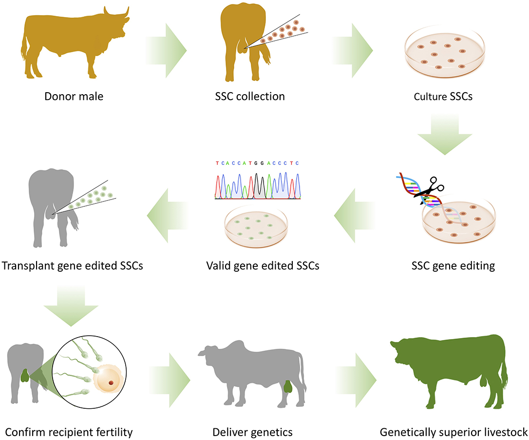 Frontiers | On-Farm Livestock Genome Editing Using Cutting Edge  Reproductive Technologies