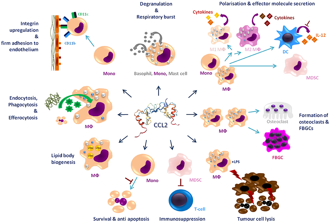 Elevated Circulating Levels of C-C Chemokines in Patients With Congestive  Heart Failure