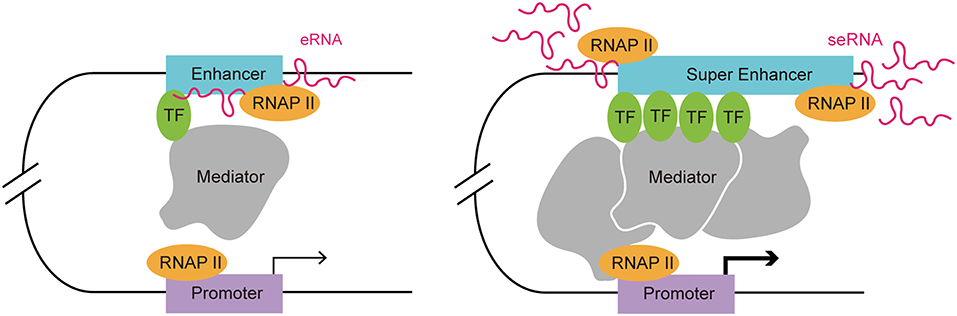 Figure 1. Comparison of a typical enhancer and super enhancer. 