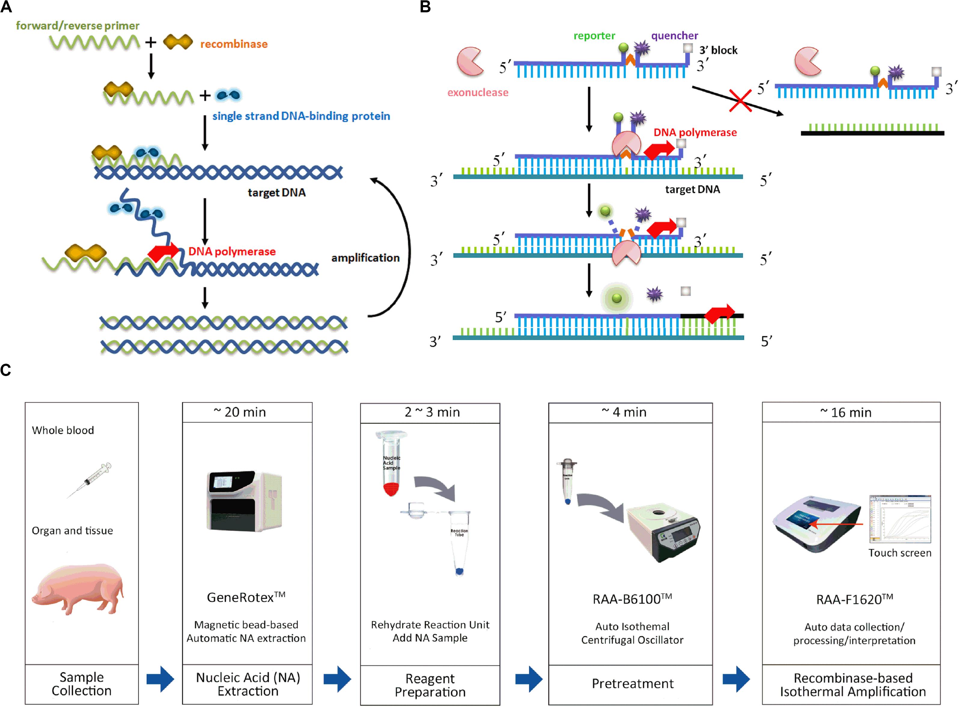 Frontiers Clinical Validation Of Two Recombinase Based Isothermal Amplification Assays Rpa Raa For The Rapid Detection Of African Swine Fever Virus Microbiology