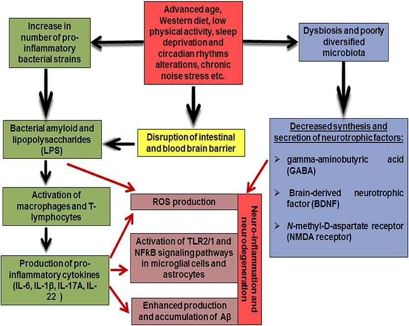 Connecting microbiome and menopause for healthy ageing. - Abstract - Europe  PMC