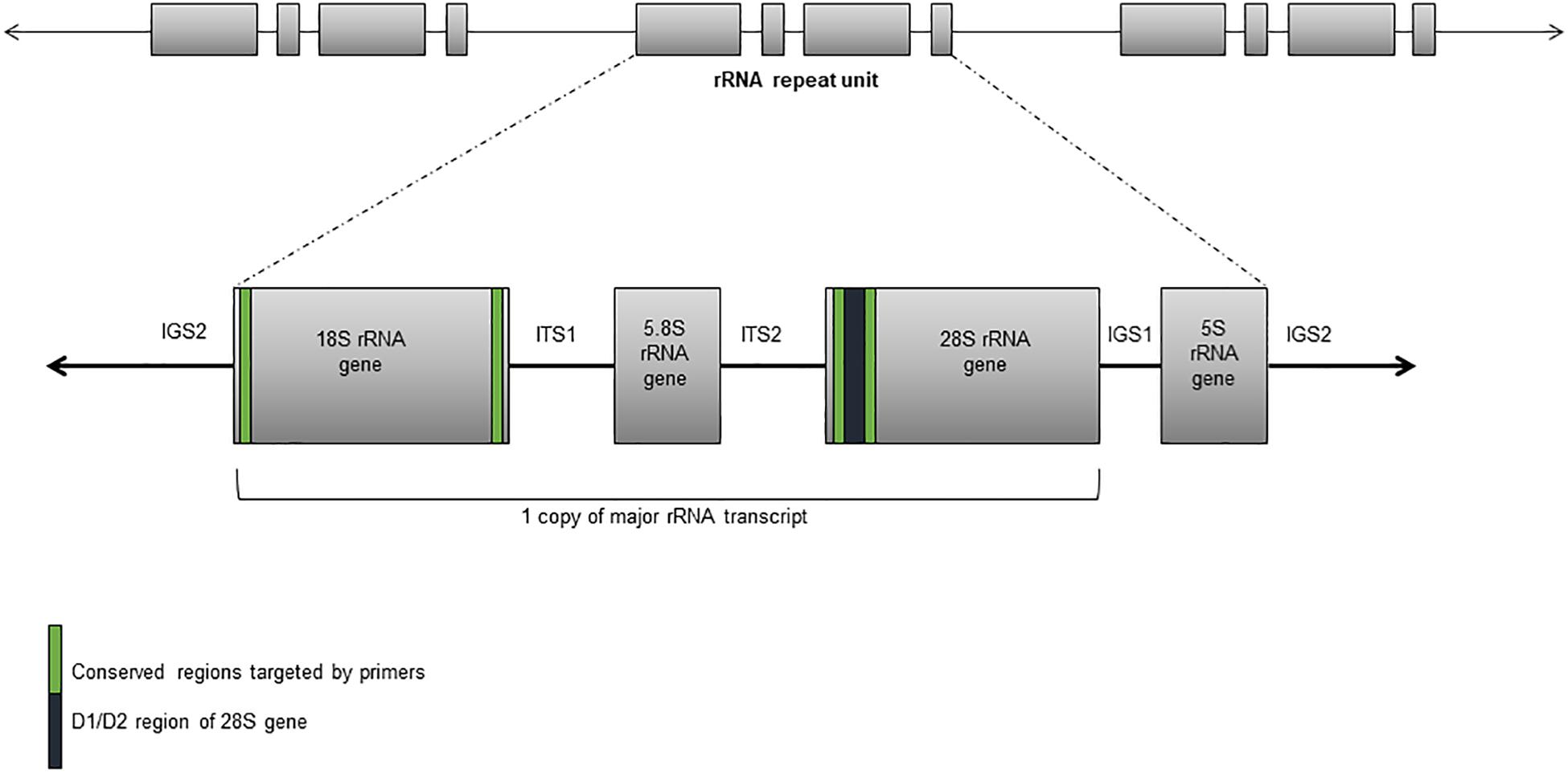 Laboratory of Emerging Fungal Pathogens