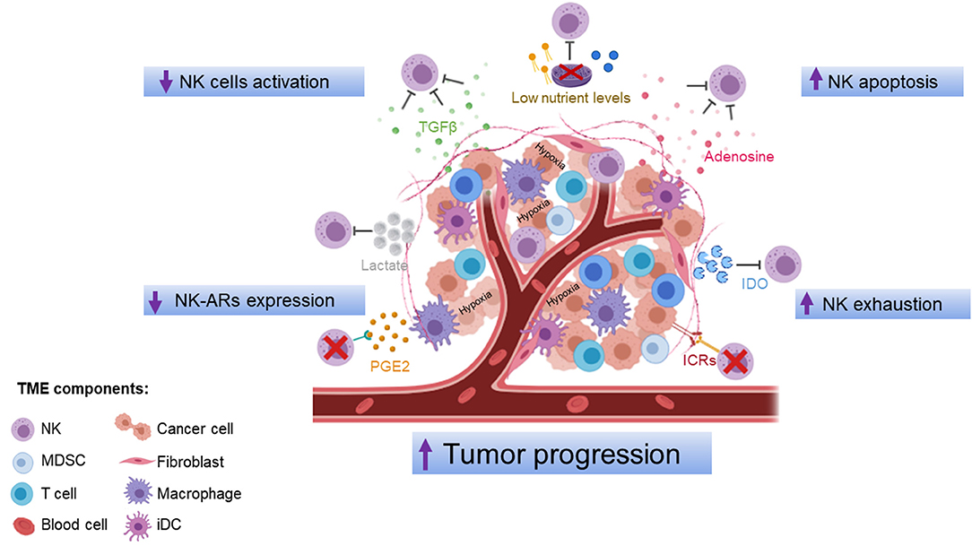 Frontiers Influence Of The Tumor Microenvironment On Nk Cell Function In Solid Tumors Immunology