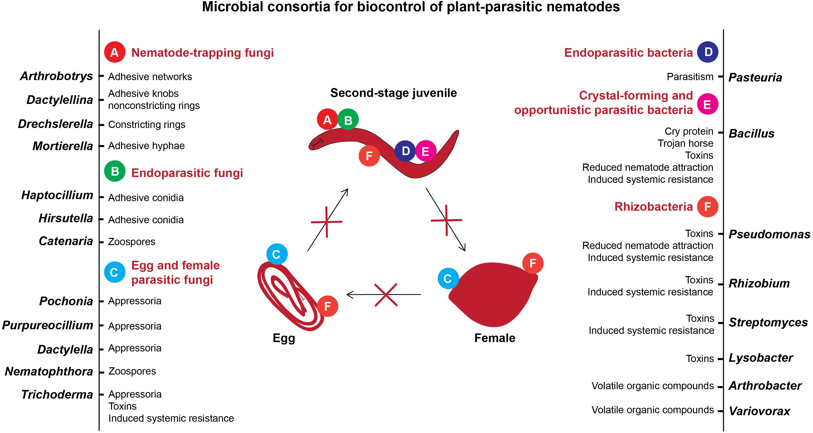 How Nematode Pheromones Can Help Gardeners