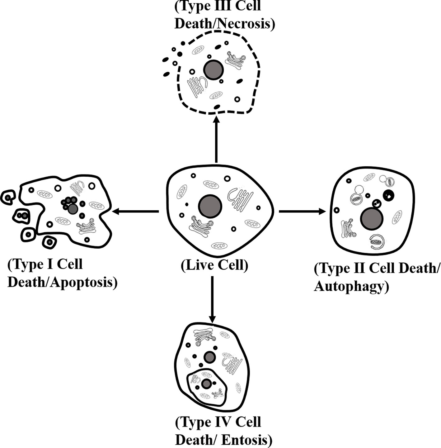 Frontiers | Distinct Types of Cell Death and the Implication in ...