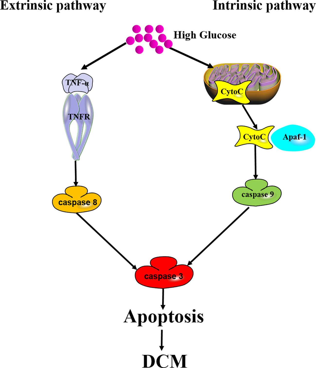 Frontiers Distinct Types of Cell Death and the Implication in