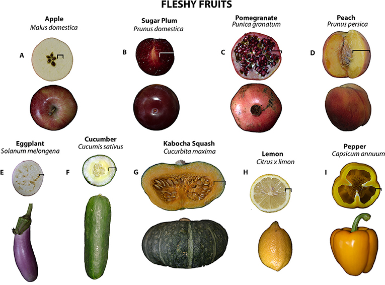 What Is A Fruit · Frontiers For Young Minds