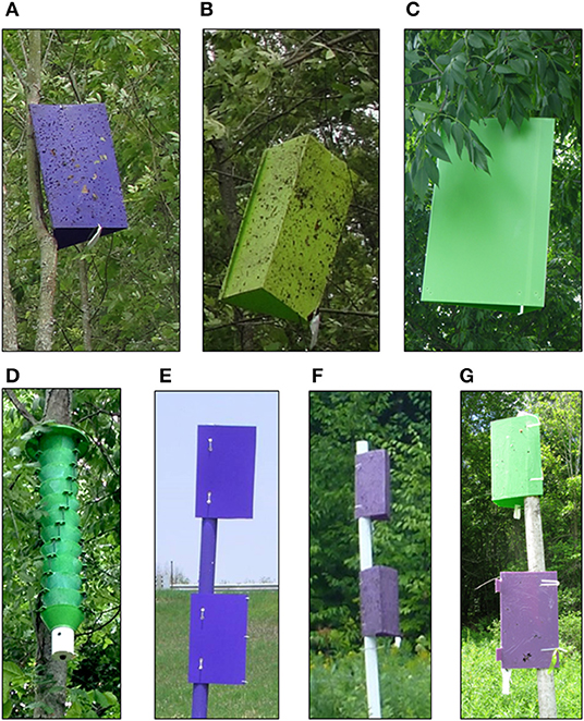 Frontiers  Trap Designs, Colors, and Lures for Emerald Ash Borer Detection