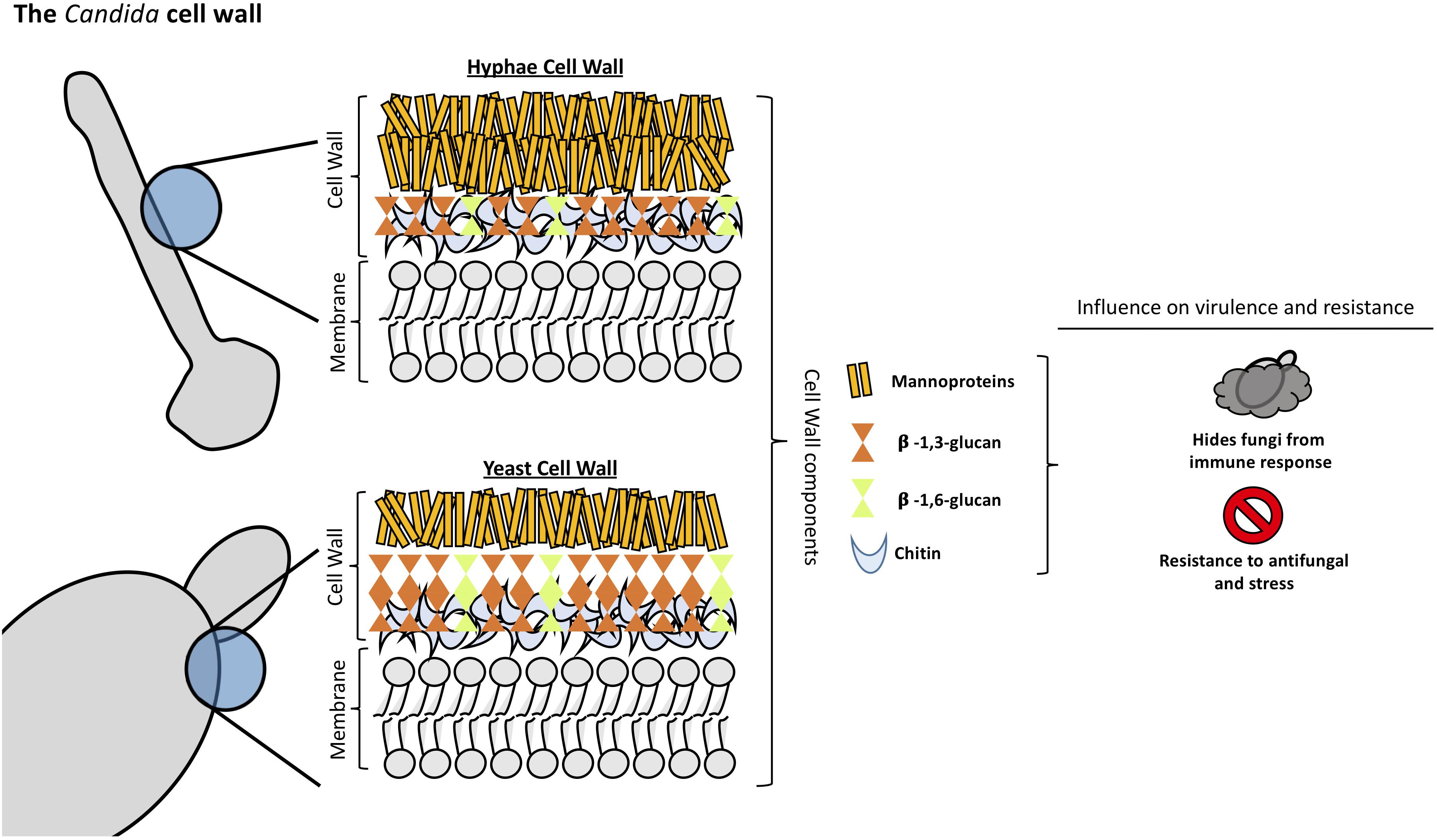 Frontiers The Fungal Cell Wall Candida Cryptococcus And Aspergillus Species Microbiology