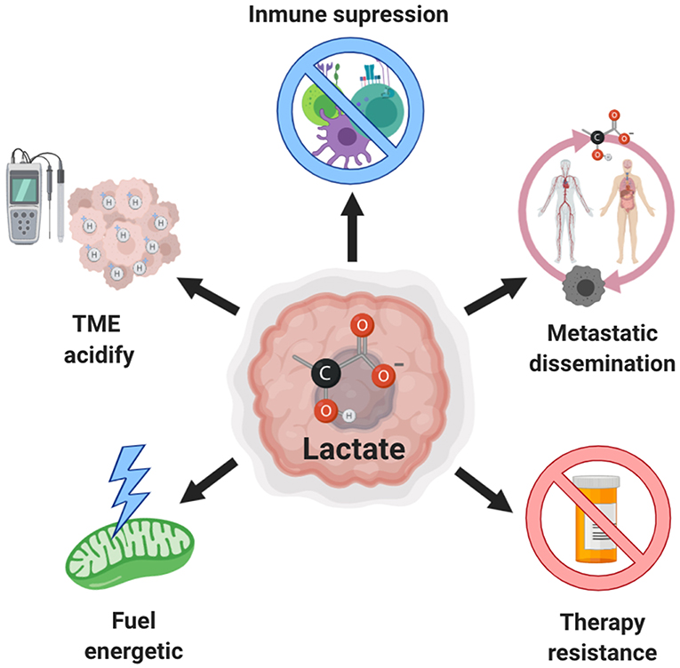 Frontiers Lactate In The Regulation Of Tumor Microenvironment And Therapeutic Approaches Oncology