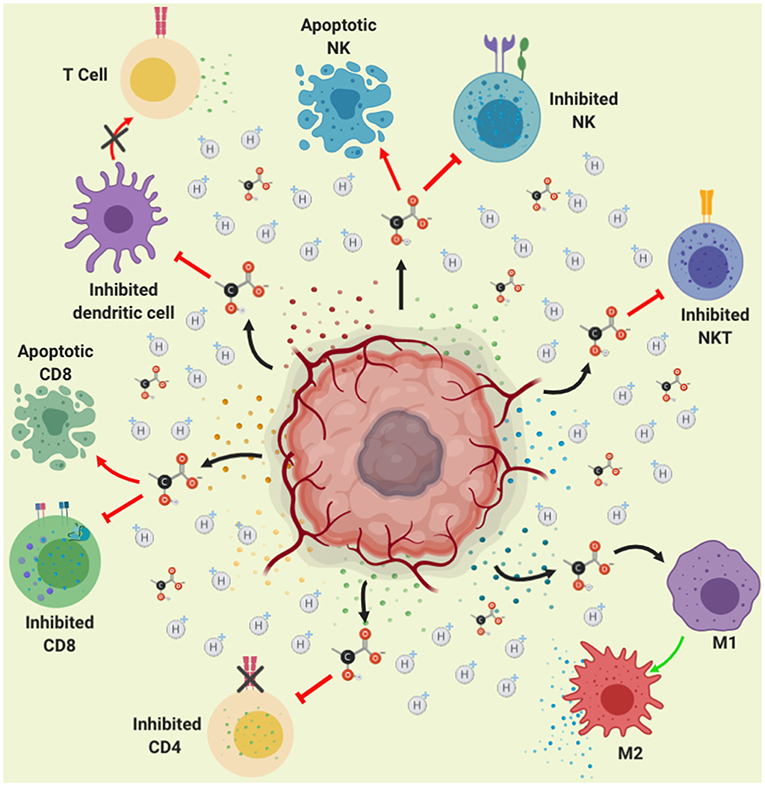 Frontiers | Lactate in the Regulation of Tumor Microenvironment and ...
