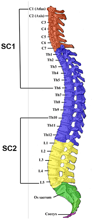 Scheme 1. The four divisions cervical (C), thoracic (Th), lumbar (L), and s...