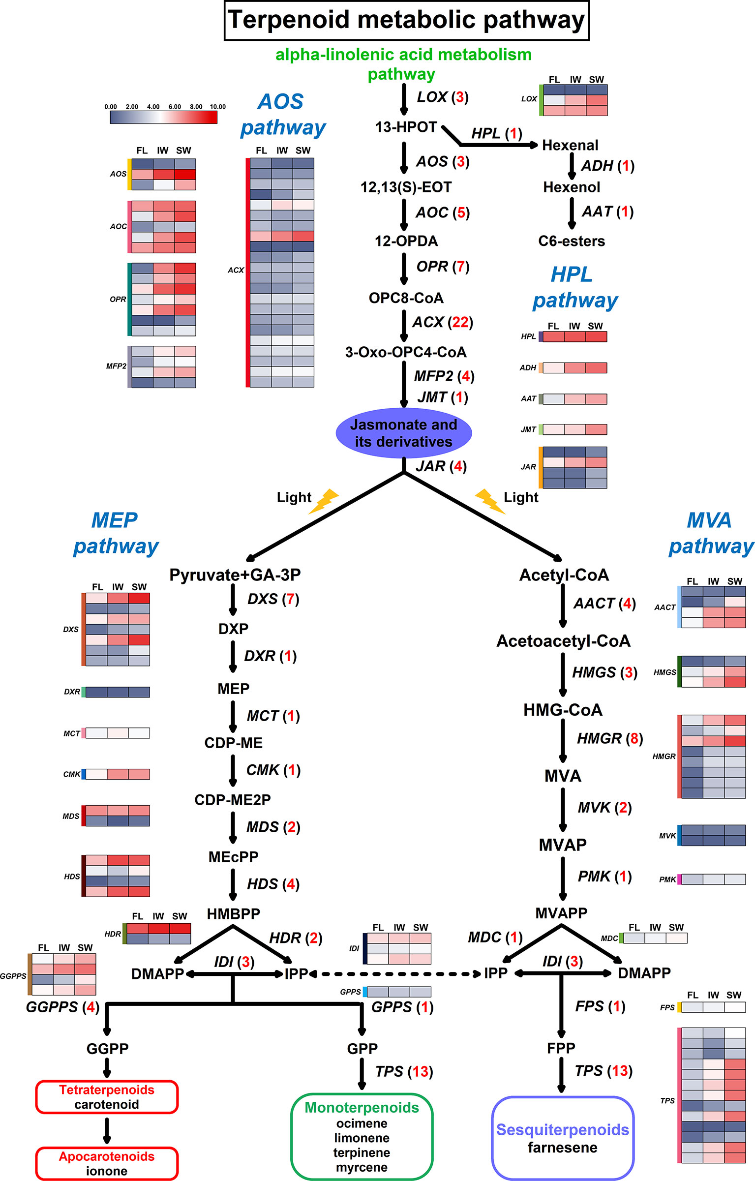 Study on the Accumulation Mechanism of Amino Acids during Bruising and  Withering Treatment of Oolong Tea