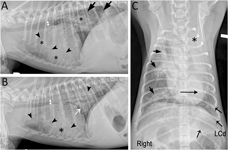 how much is a chest xray for a dog