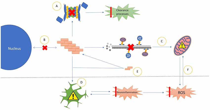 Frontiers | Prionoid Proteins in the Pathogenesis of 