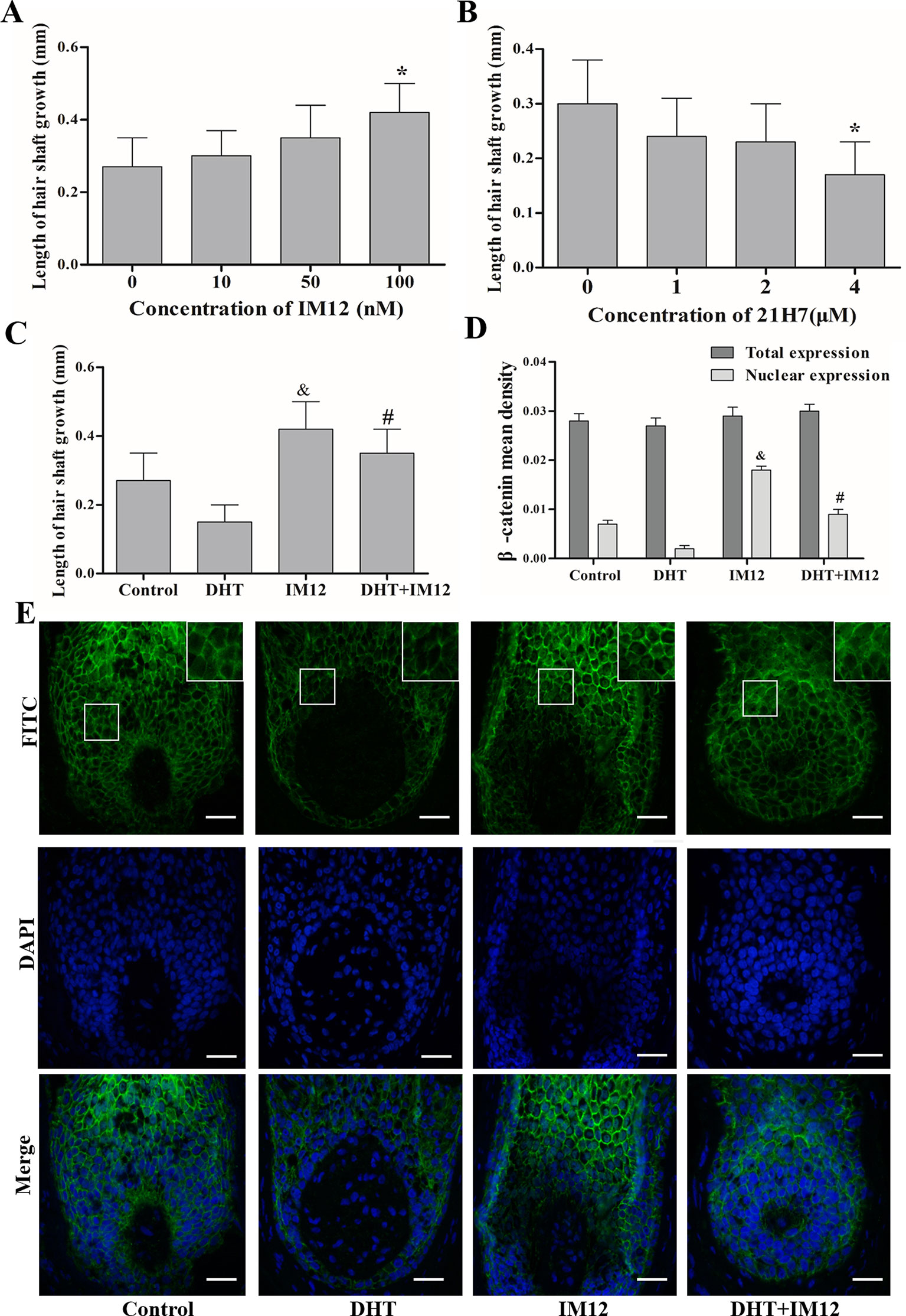 Frontiers | Dihydrotestosterone Regulates Hair Growth Through the  Wnt/β-Catenin Pathway in C57BL/6 Mice and In Vitro Organ Culture