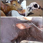 www.frontiersin.org
