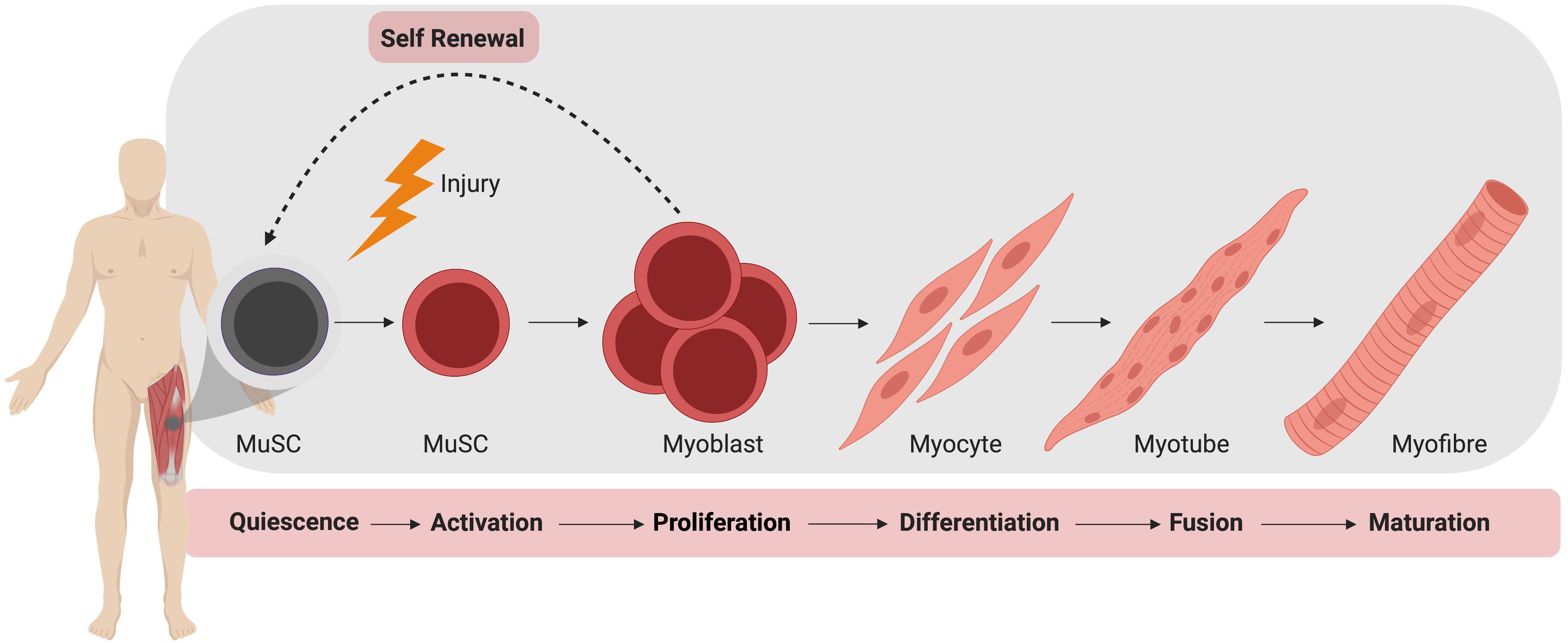 Muscle Cell