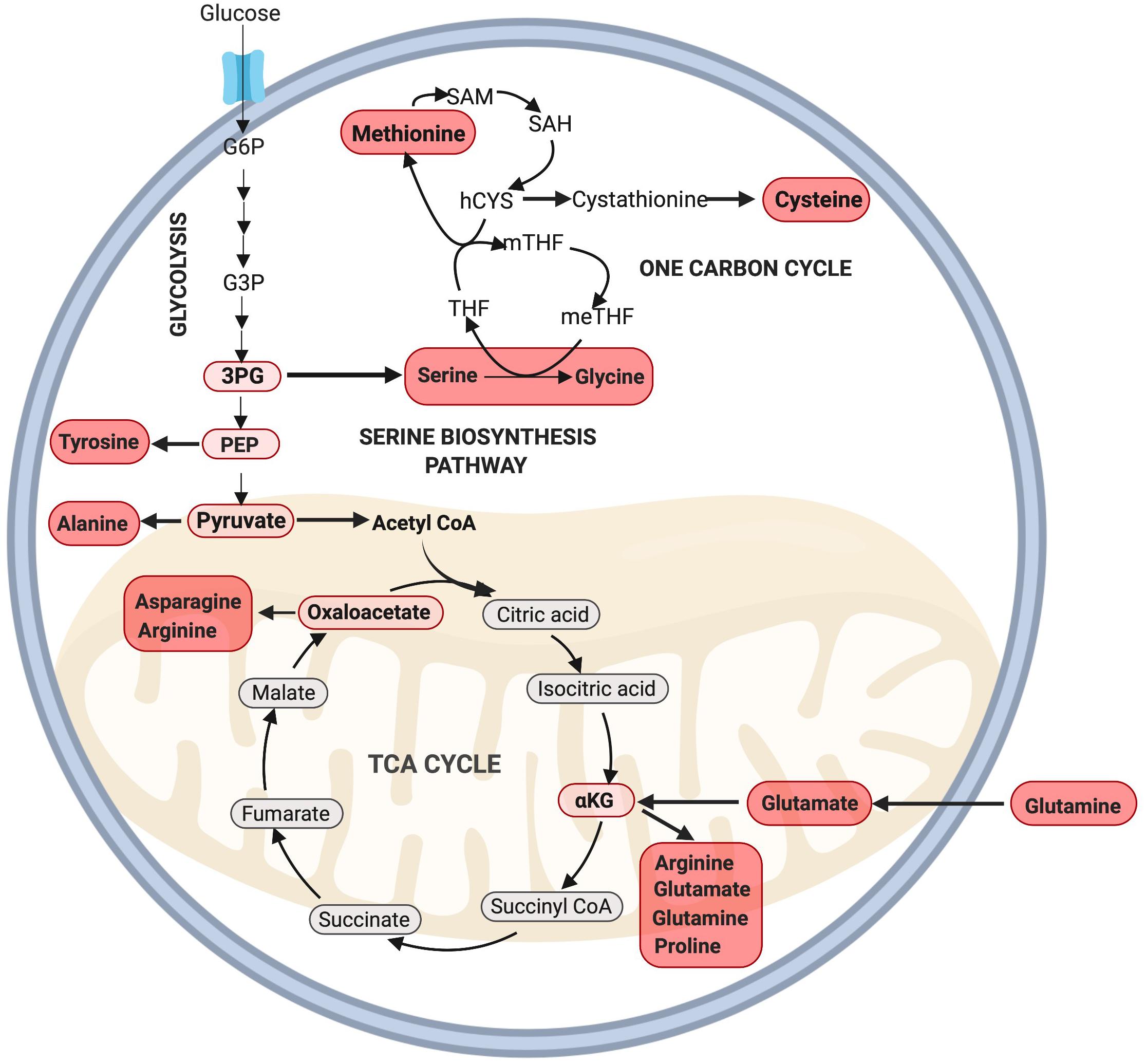 Amino Acid Synthesis Via Glycolysis, the PPP, and the TCA Cycle.